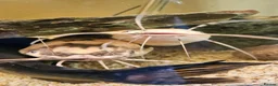Catfish fish for sale: Clarias catfish in Doncaster - Advert 1