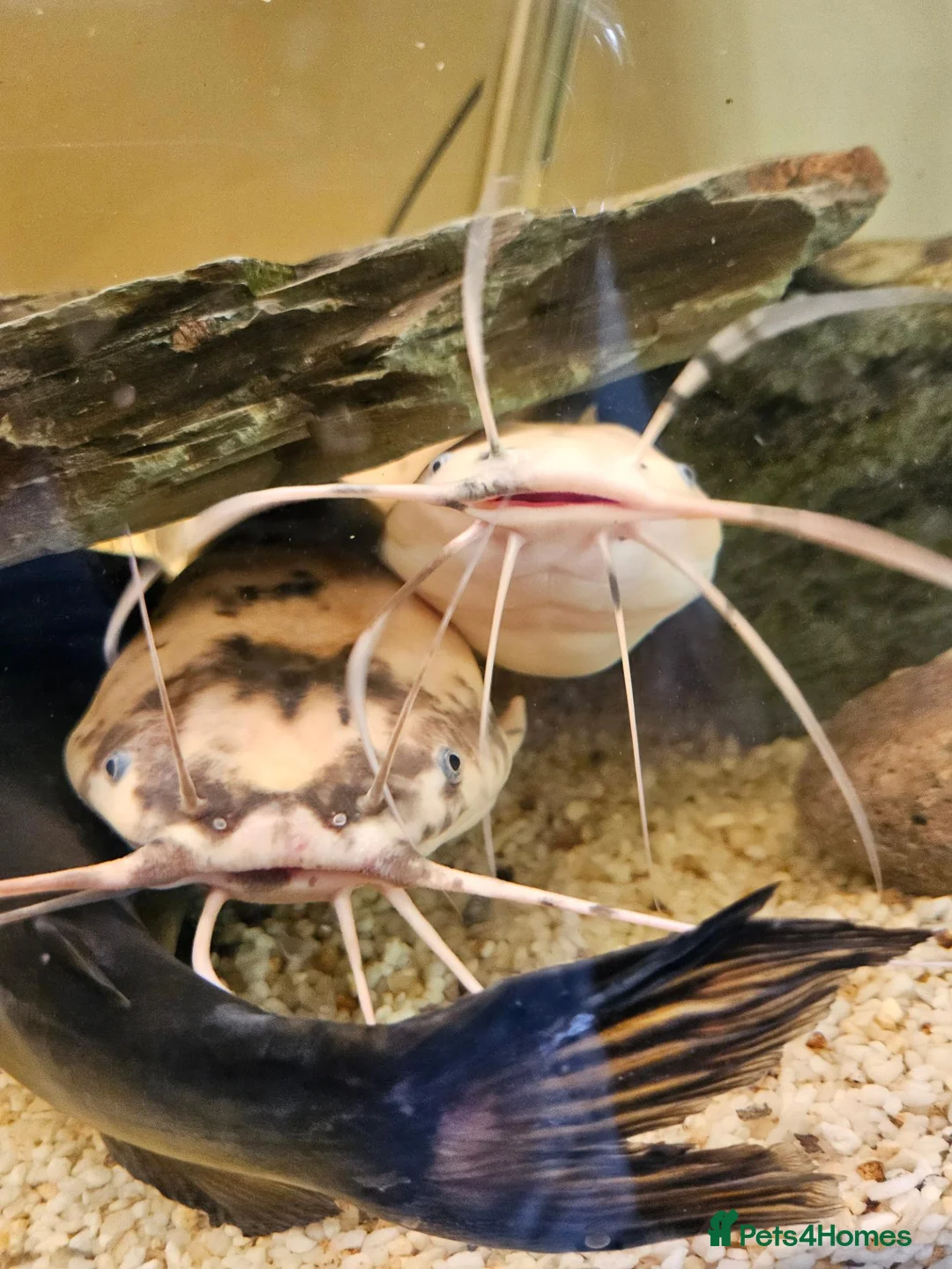 Catfish fish for sale: Clarias catfish in Doncaster - Advert 1