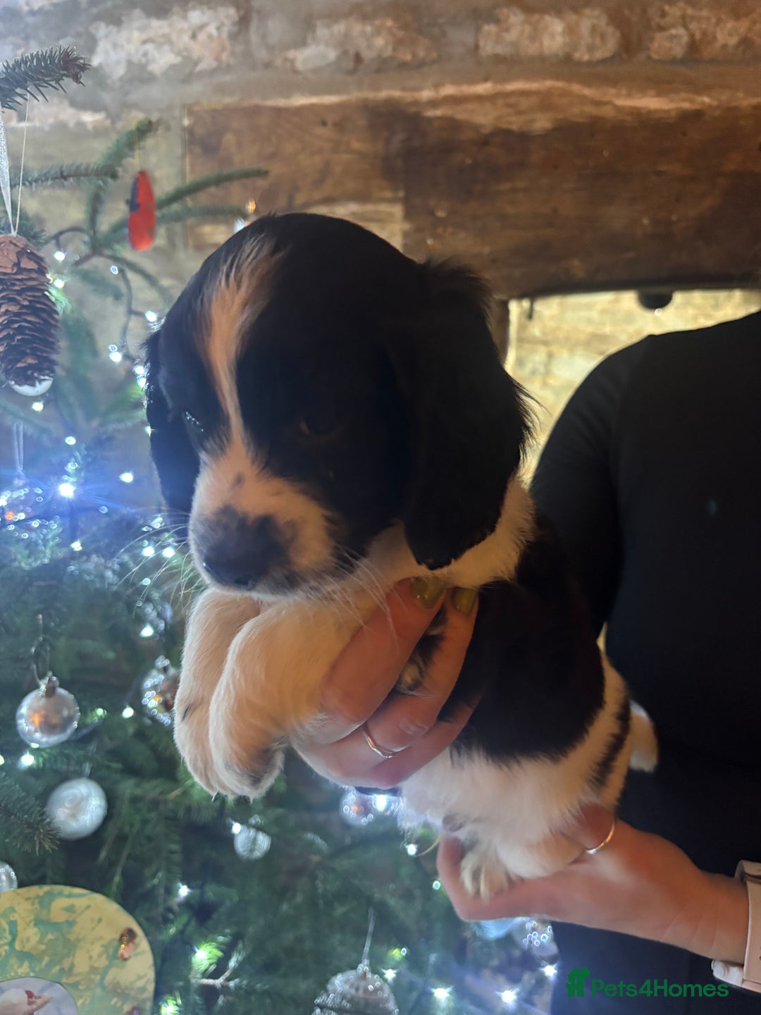 Sproodle dogs for sale: 2x cocker sproodle puppies remaining- ready 16/12 - Advert 10
