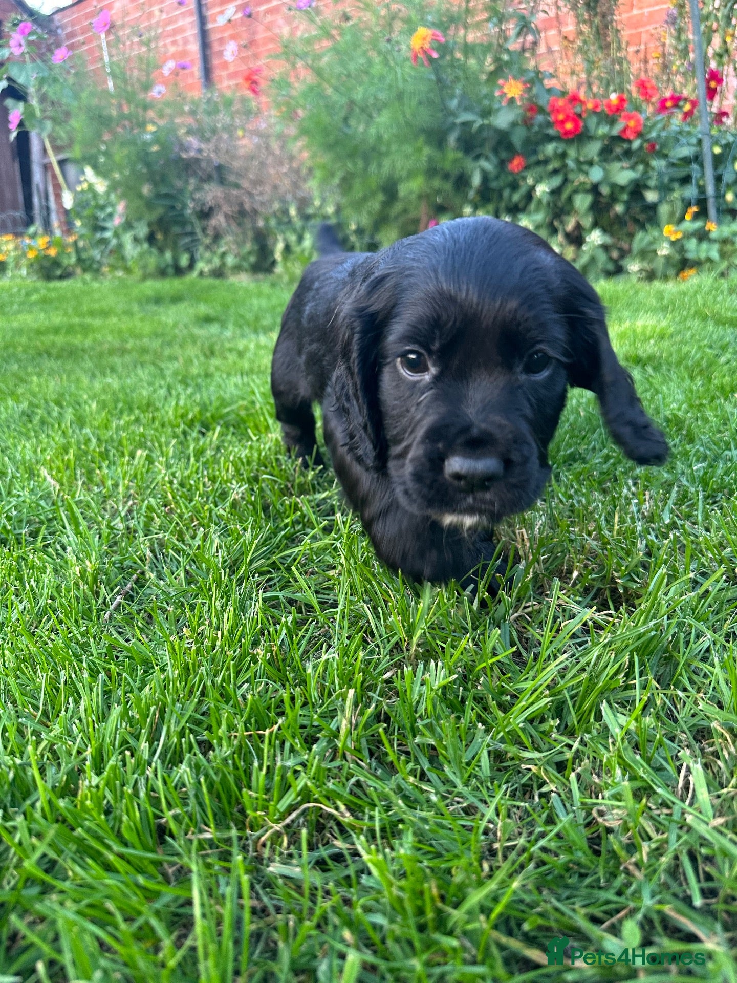 Cocker Spaniel dogs Working cocker spaniel dog pup for sale  - Advert 1