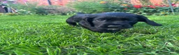Cocker Spaniel dogs for sale: Working cocker spaniel dog pup for sale  - Advert 1