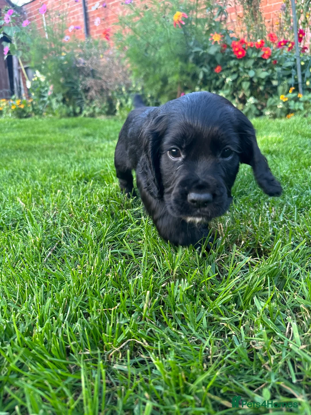 Cocker Spaniel dogs for sale: Working cocker spaniel dog pup for sale  - Advert 1