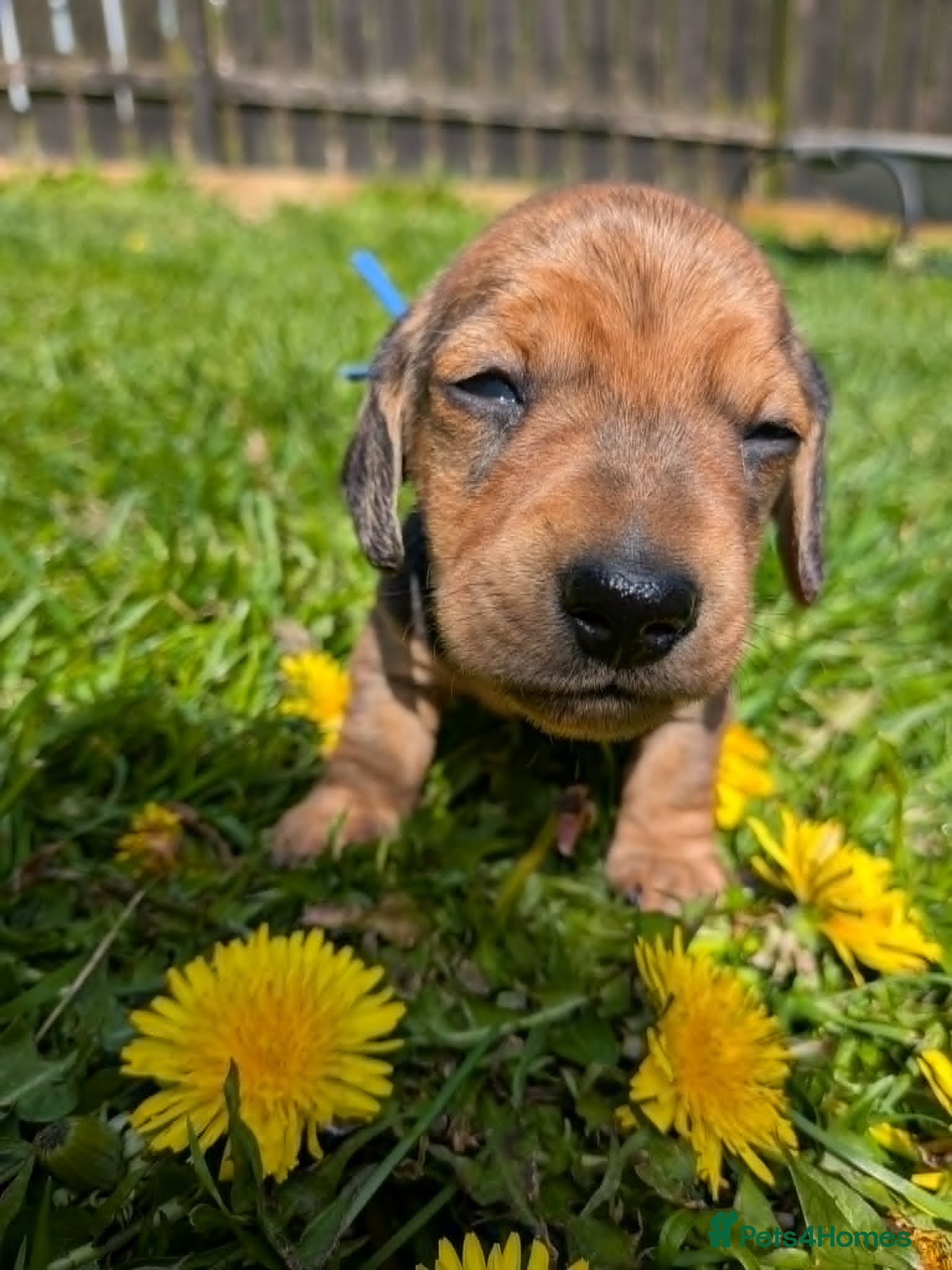 Miniature Dachshund dogs for sale: Mini Smooth Dachshund - Shaded Red Boy  x 2 - Advert 10