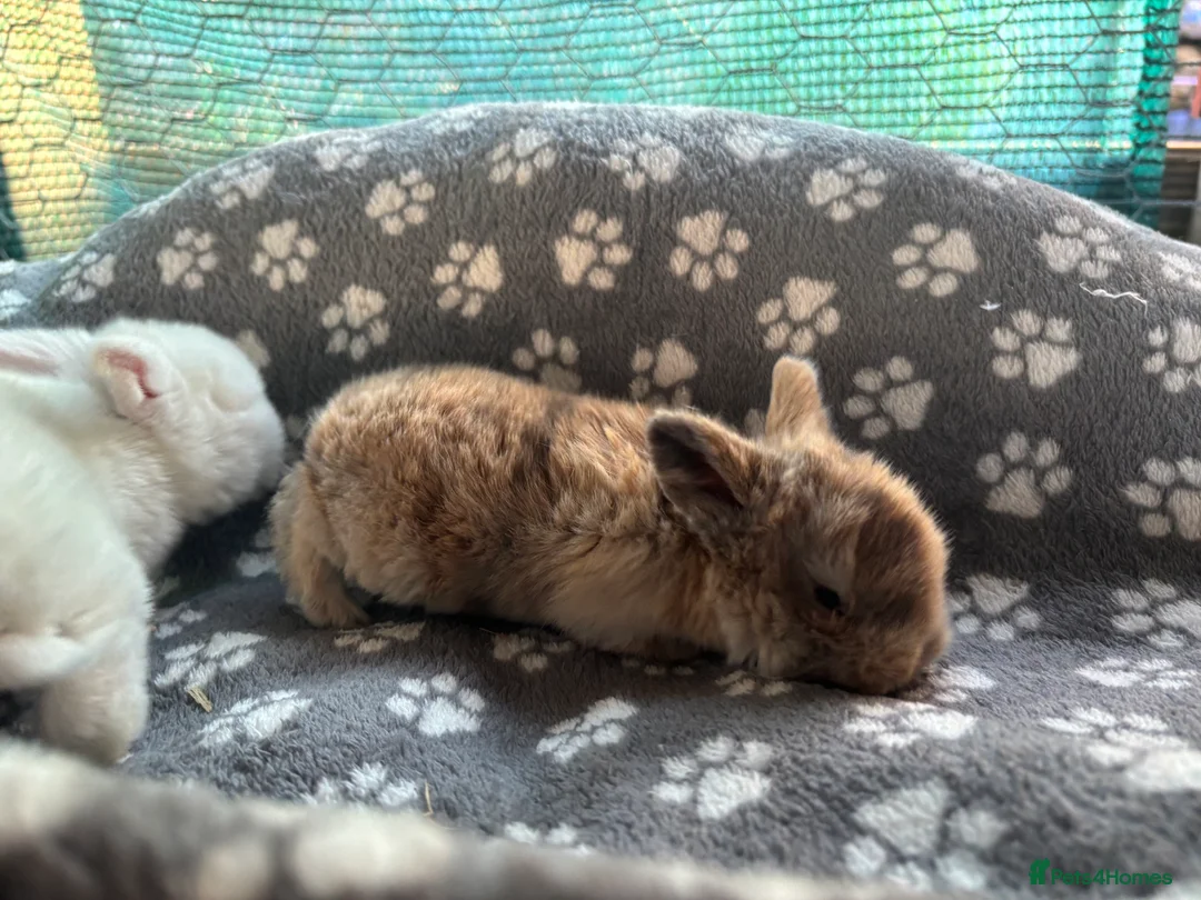 Mini Lop rabbits for sale: 3 beautiful mini lops  - Advert 4
