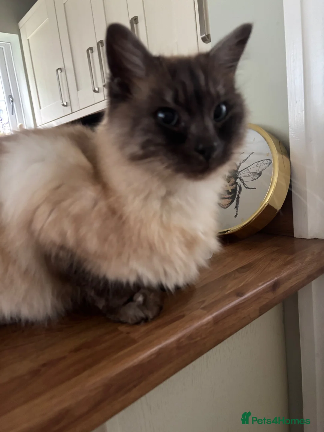 Ragdoll cats for sale: Seal Pointed Ragdoll Boy - Advert 2