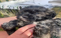Shihpoo dogs for sale: Adorable F1 ShihPoo puppies in Faversham - Image 4