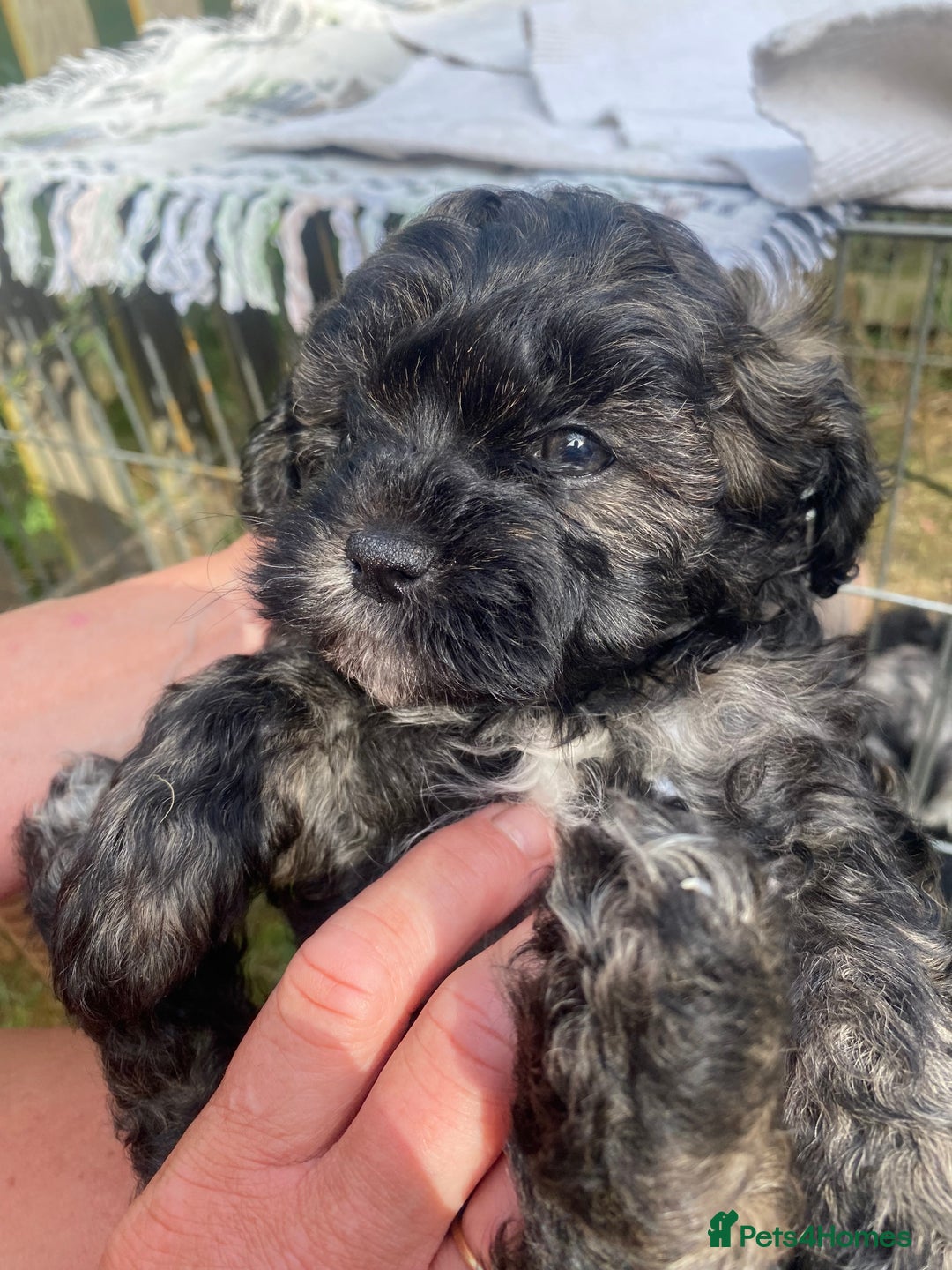 Shihpoo dogs for sale: Adorable F1 ShihPoo puppies in Faversham - Image 4