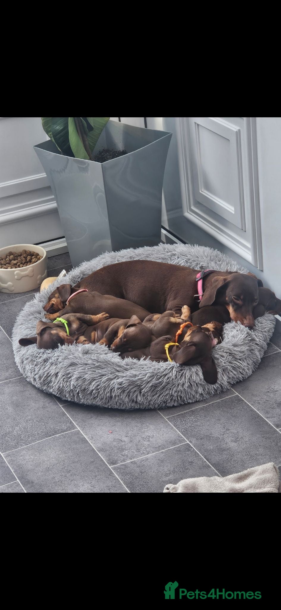 Miniature Dachshund dogs Miniature dachshund  - Advert 5