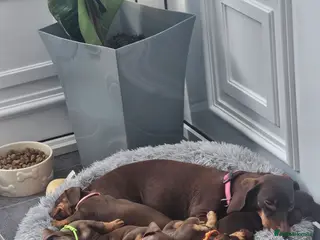 Miniature Dachshund dogs Miniature dachshund - Advert 4