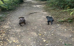 Dachshund dogs for sale: Dachshund  - Image 3