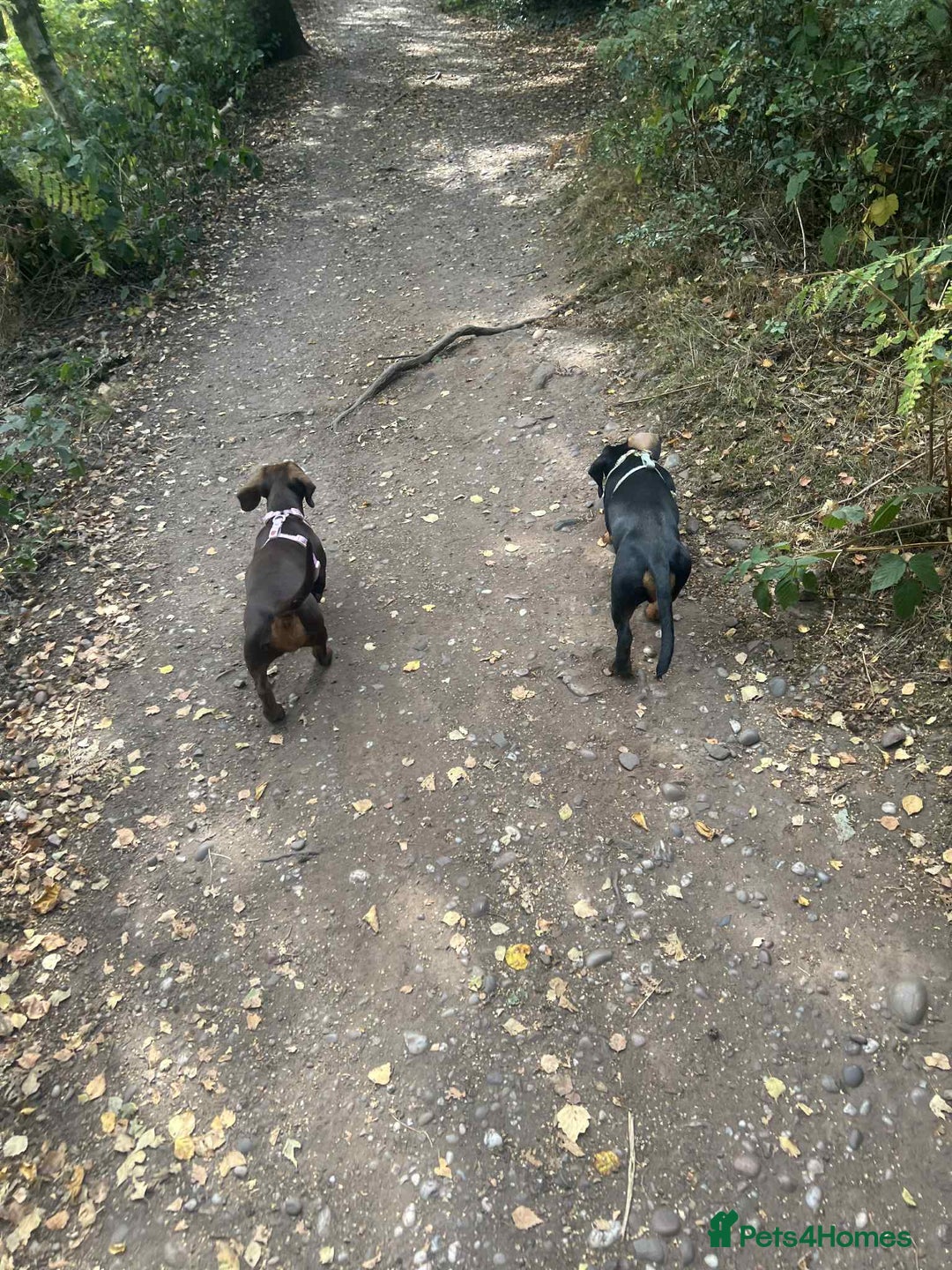 Dachshund dogs for sale: Dachshund  - Image 3