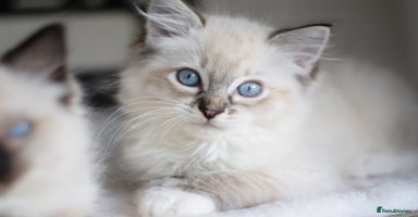Ragdoll cats - Advert 14