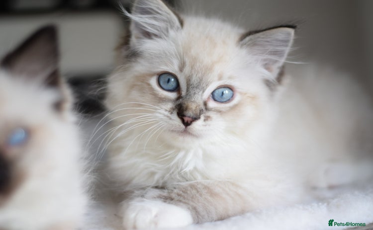 Ragdoll cats - Advert 6