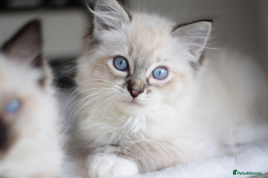 Ragdoll cats for sale: Chunky Ragdoll kittens ready now  - Image 1