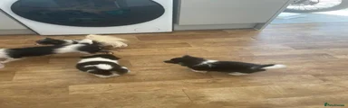 Pomchi 3
