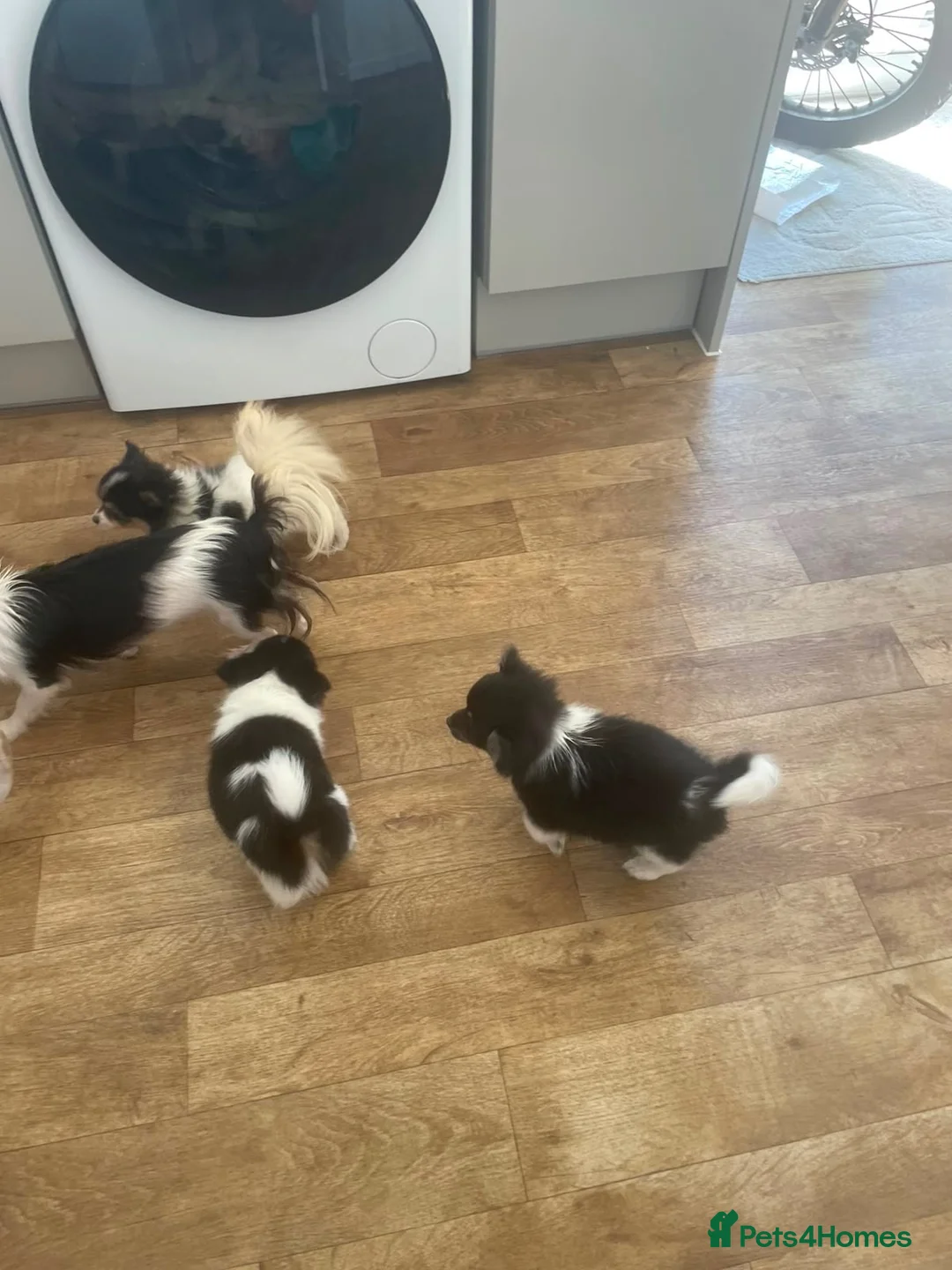Pomchi dogs for sale: Mini chihuahua x Pomeranian  - Advert 16