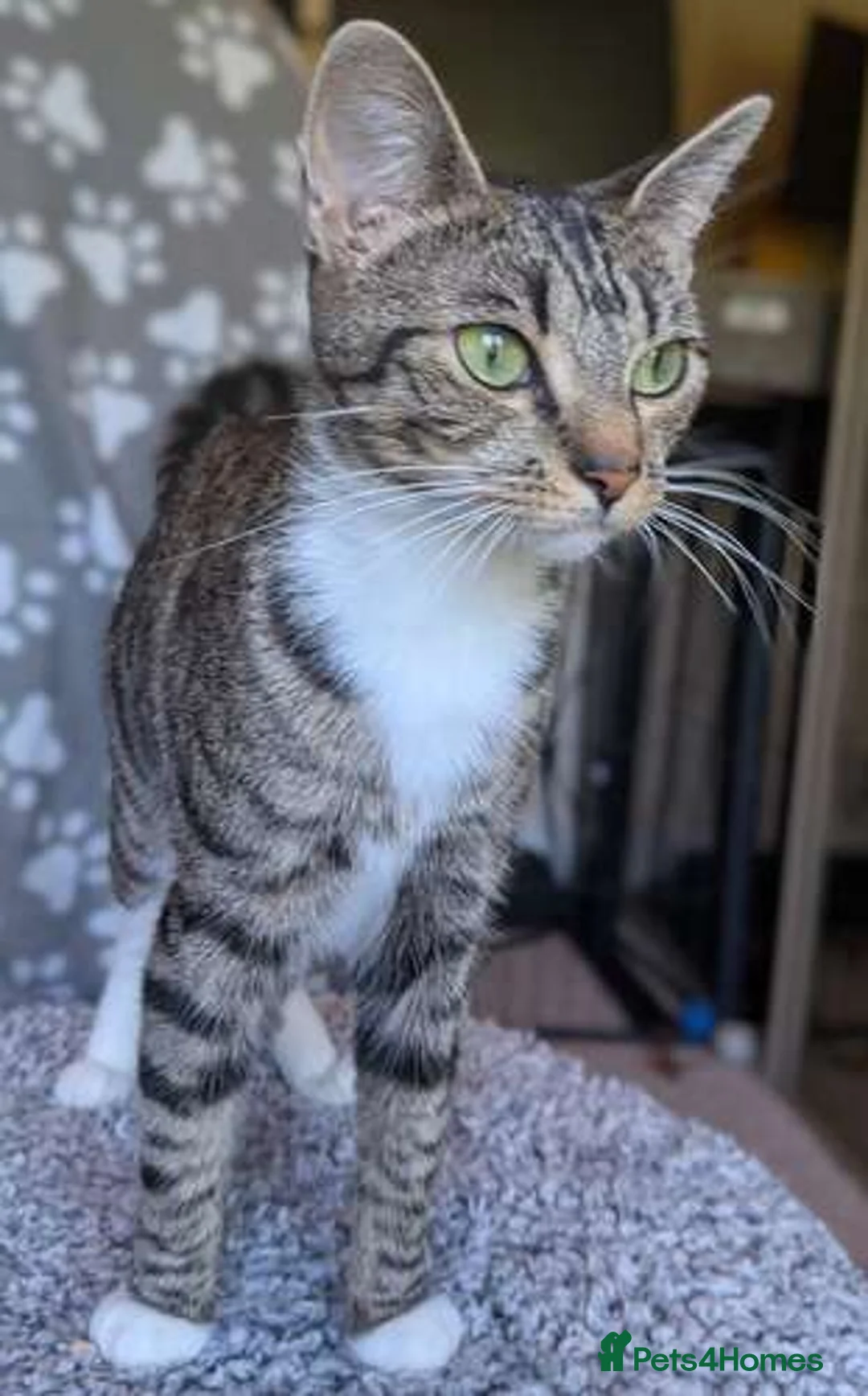 Mixed Breed cats for adoption: Smittens Looking for new home - Advert 2
