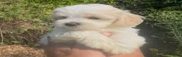 Maltipoo dogs for sale: Stunning Teddy Bear Toy Maltipoo Puppies  - Advert 33