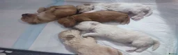 Maltipoo dogs for sale: 5 Maltipoo Puppies Looking For There Forever Homes - Advert 6