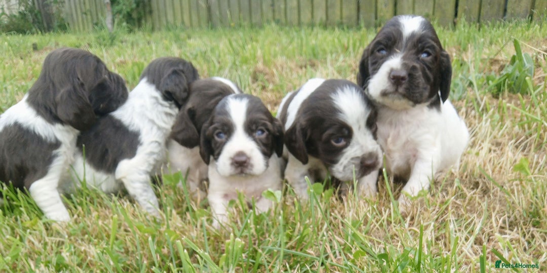 Sprocker dogs for sale: Beautiful f2 sprockers - Image 3