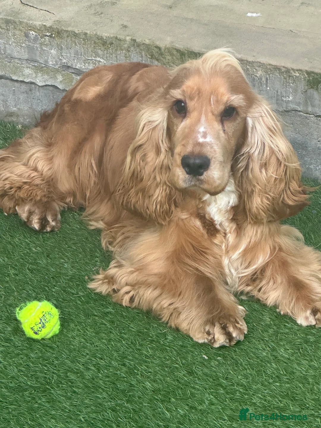 Cocker Spaniel dogs for stud: Bentley - KC Reg Stunning Show Spaniel at Stud in Bradford - Advert 5