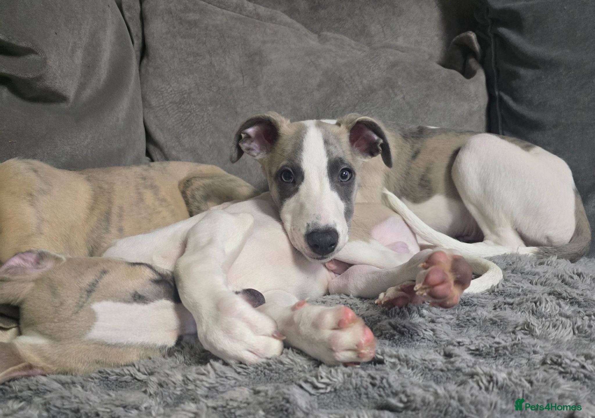 Whippet dogs The last 2 precious! Kc boys wippets 🐶    - Advert 2