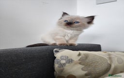 Ragdoll cats for sale: Ragdoll kittens - Image 11