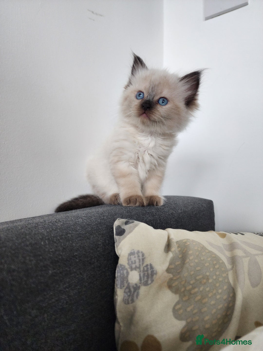 Ragdoll cats for sale: Ragdoll kittens - Image 11