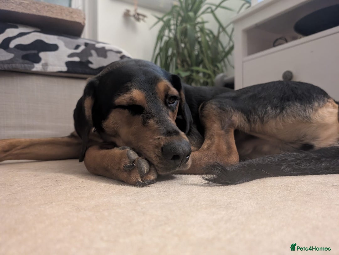 Mixed Breed dogs for adoption:  Meet Aldo – The Sweetest Cuddle Bug in London! - Image 8