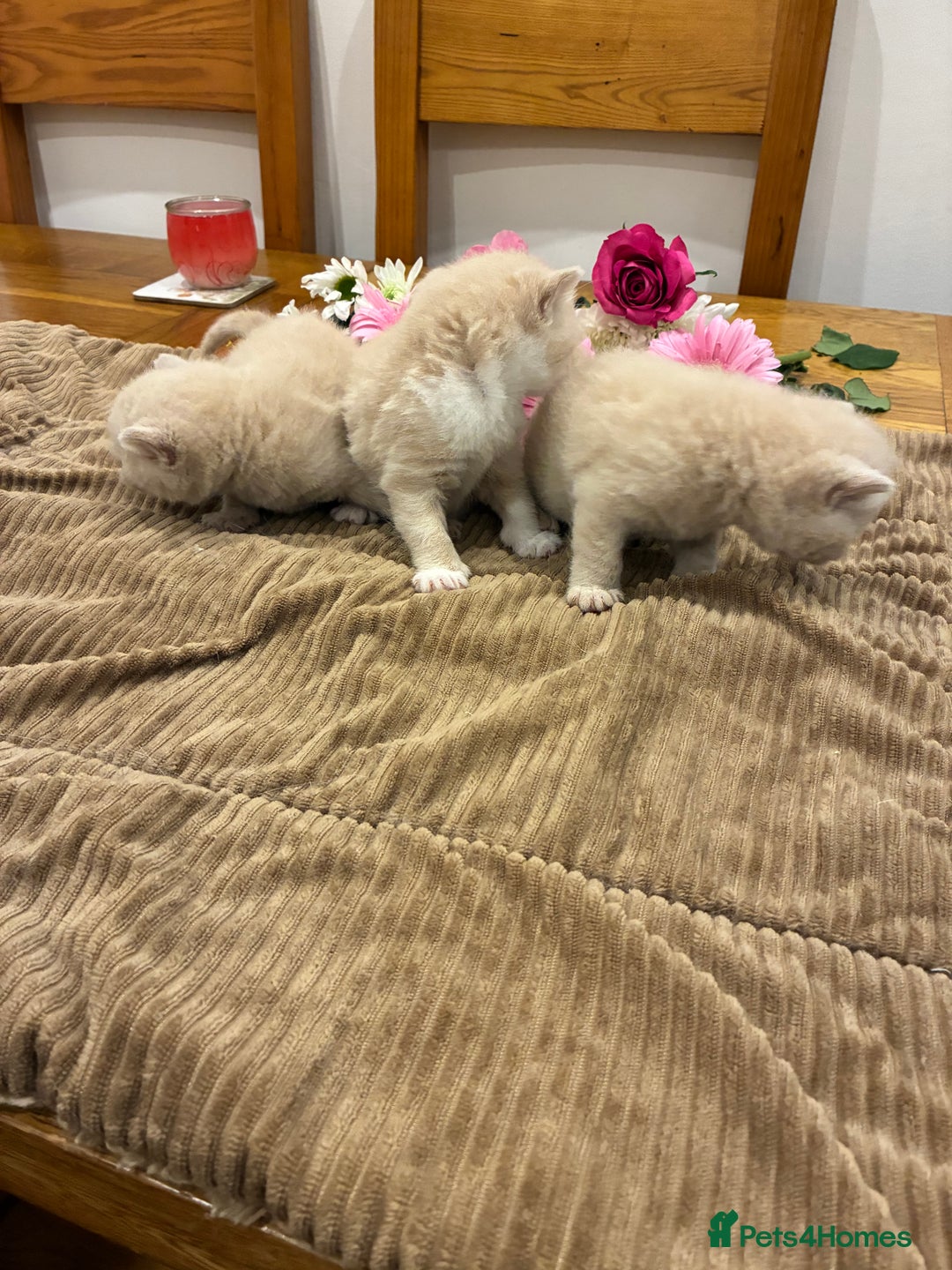 British Shorthair cats for sale: 3 LEFT - TICA BRITISH SHORTHAIRED KITTENS - Image 14