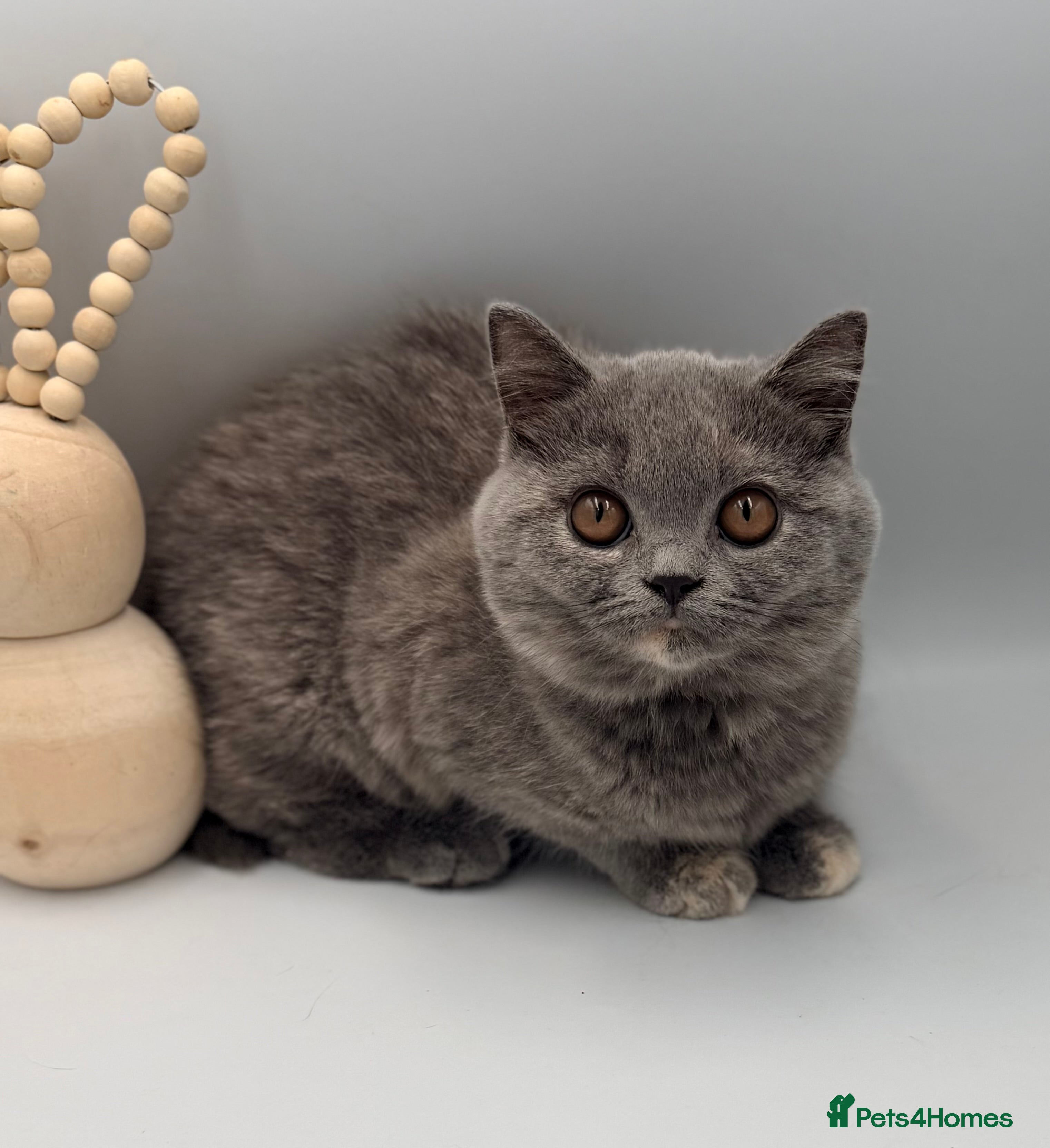 British Shorthair cats PEDIGREE REGISTERED CHUNKY BRITISH SHORTHAIRS  - Advert 5