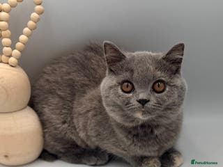 British Shorthair cats PEDIGREE REGISTERED CHUNKY BRITISH SHORTHAIRS - Advert 5