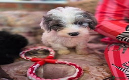 Cockapoo dogs for sale: Stunning mini cockapoo dna checked puppies - Advert 10