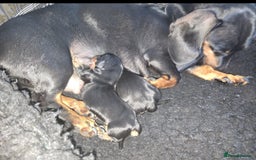 Dachshund dogs for sale: Beautiful Dachshund Puppies - Advert 2