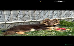 German Shepherd dogs for sale: 1 year old German shepherd needing home - Image 4