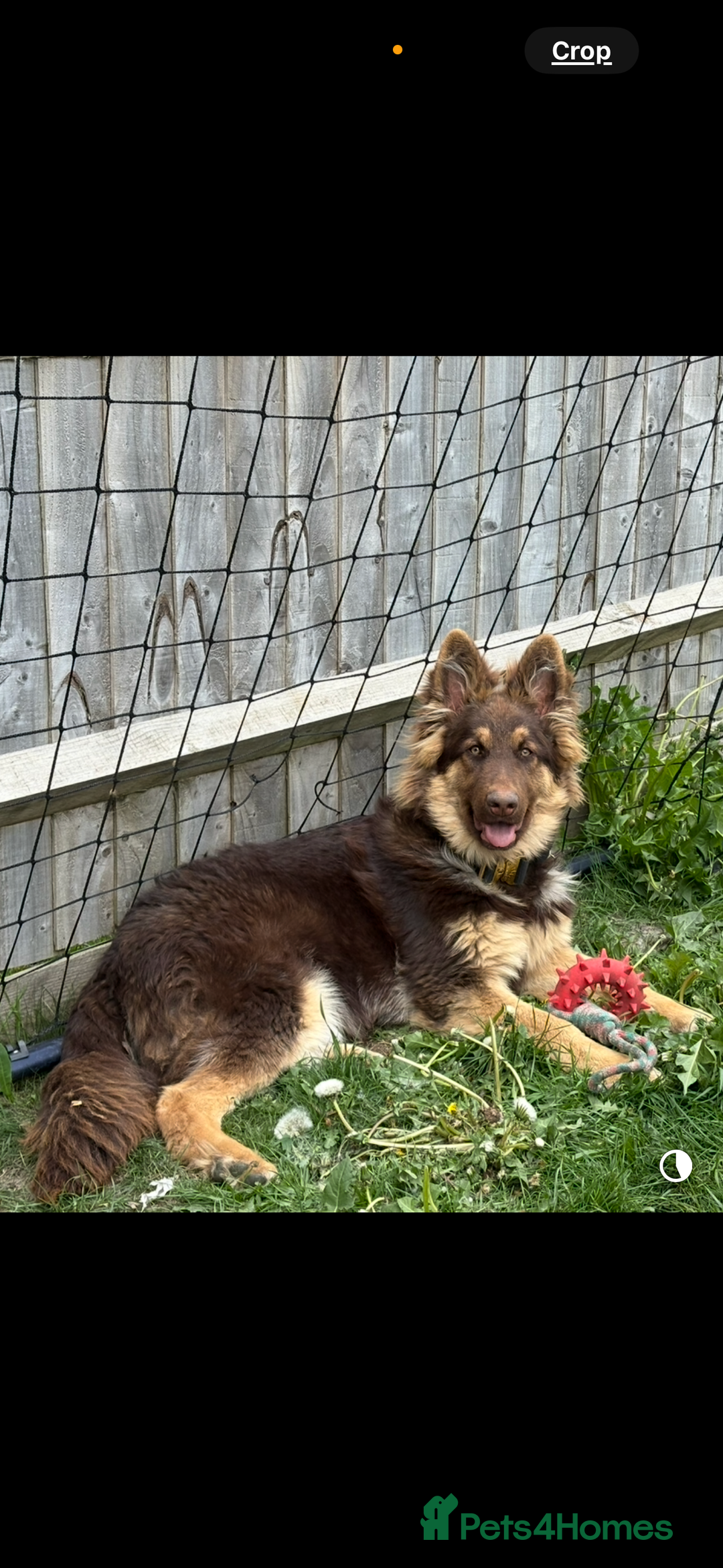 German Shepherd dogs for sale: 1 year old German shepherd needing home - Image 4