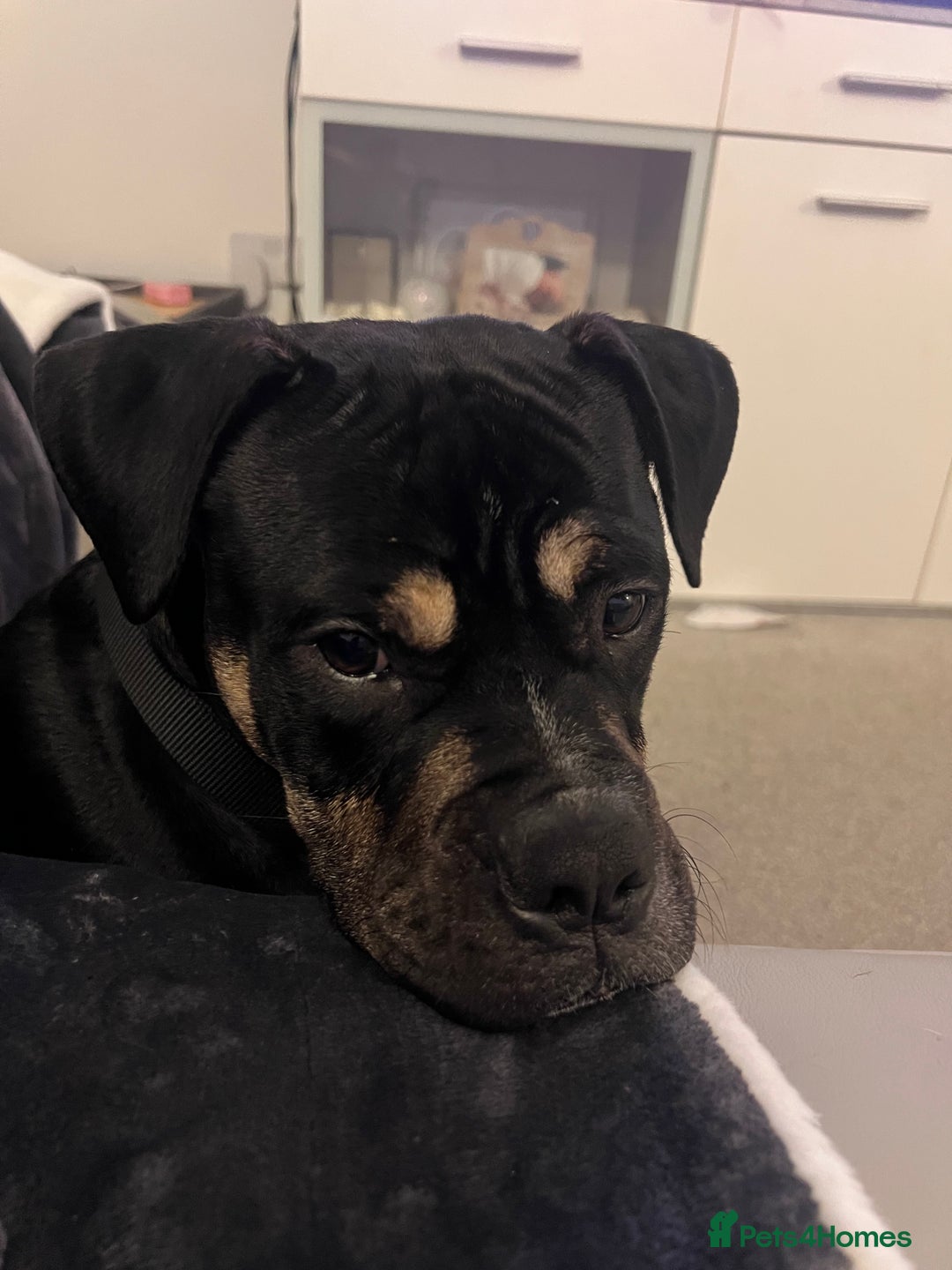 Mixed Breed dogs for sale: Bronson /olde Tyme bulldog/ staffy  - Advert 3