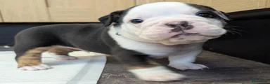Olde English Bulldogge 6