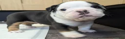 Olde English Bulldogge dogs for sale: Old English bulldog  in Barry - Advert 12