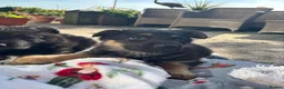 German Shepherd dogs for sale: Beautiful German Shepherd Puppies for Sale. - Advert 7