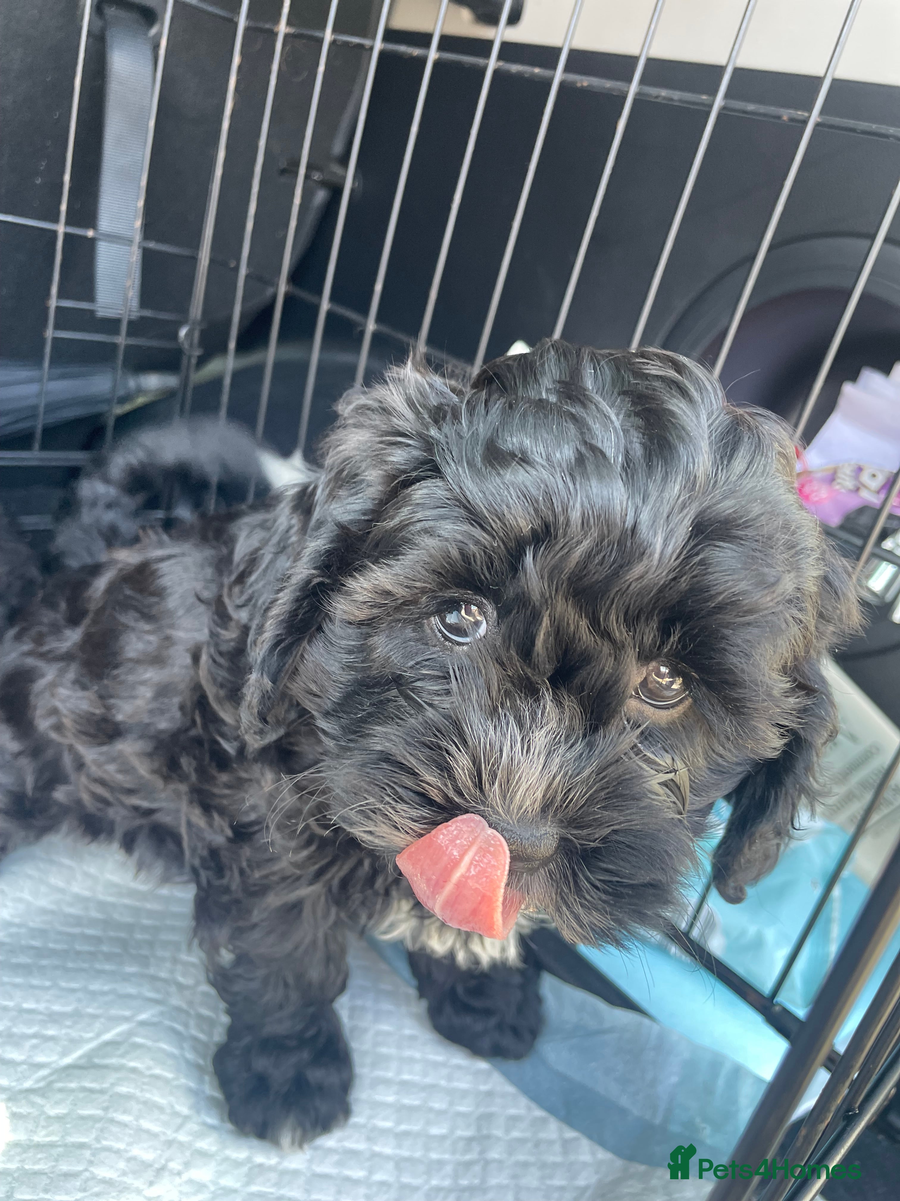 Shihpoo dogs Shihpoo pups DNA health tested dad - Advert 14