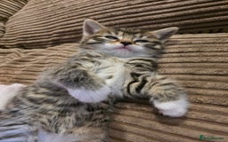 Maine Coon cats for sale: Mainecoon Mix Kittens for Sale  - Image 1