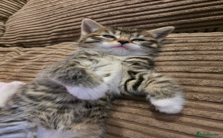 Maine Coon cats - Advert 2