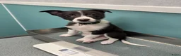 Border Collie dogs for sale: Male border collie  in Edinburgh - Advert 3
