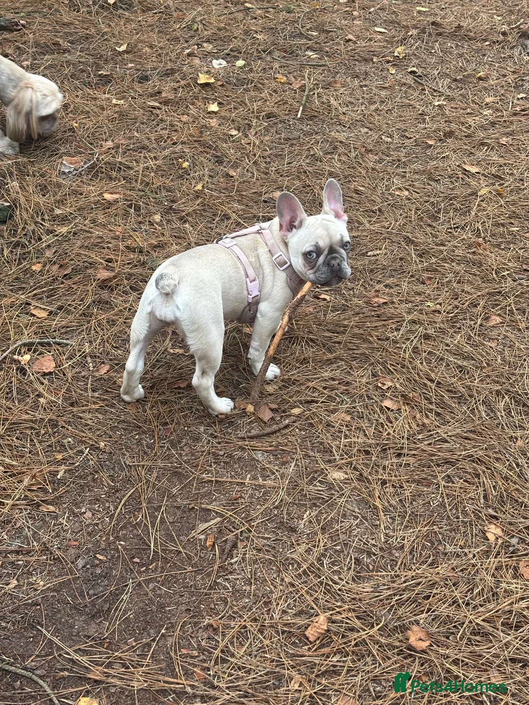 French Bulldog dogs for sale: Beautiful blue eyed frenchie girl - Advert 2