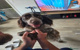 Cocker Spaniel dogs for sale: Male cocker spaniel for rehoming - Image 3