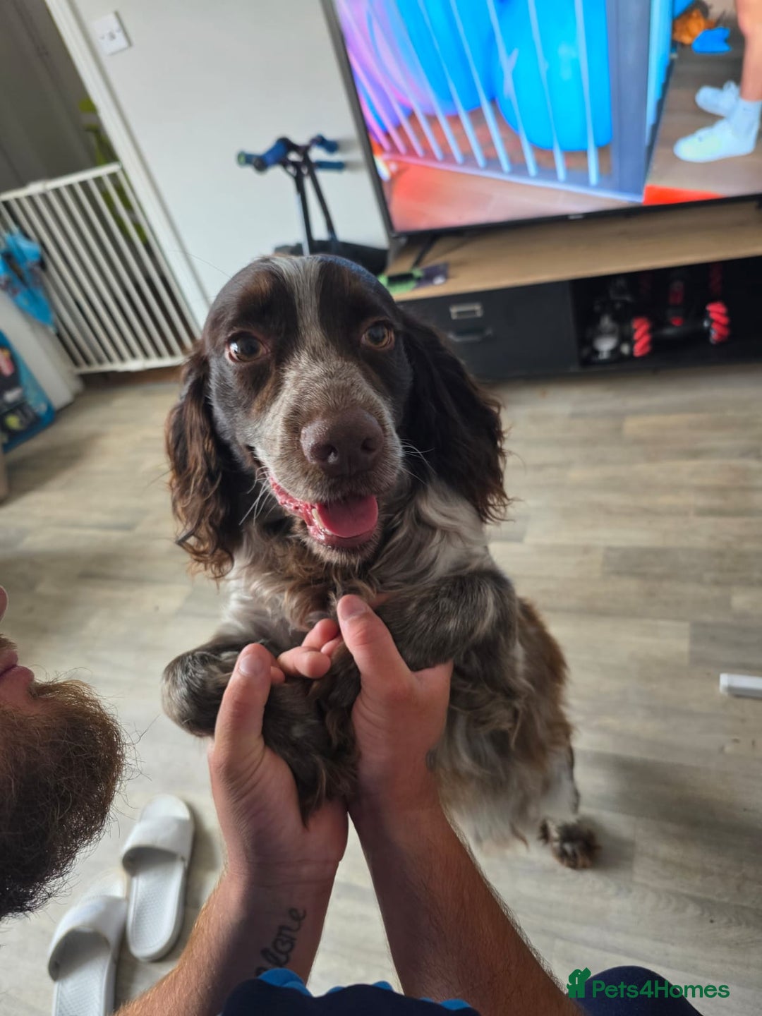 Cocker Spaniel dogs for sale: Male cocker spaniel for rehoming - Image 3