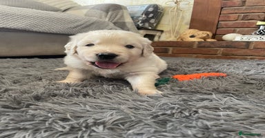 Golden Retriever dogs KC Reg Cream Boys from health tested parents.  - Advert 12