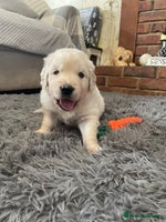 Golden Retriever dogs KC Reg Cream Boys from health tested parents. - Advert 12