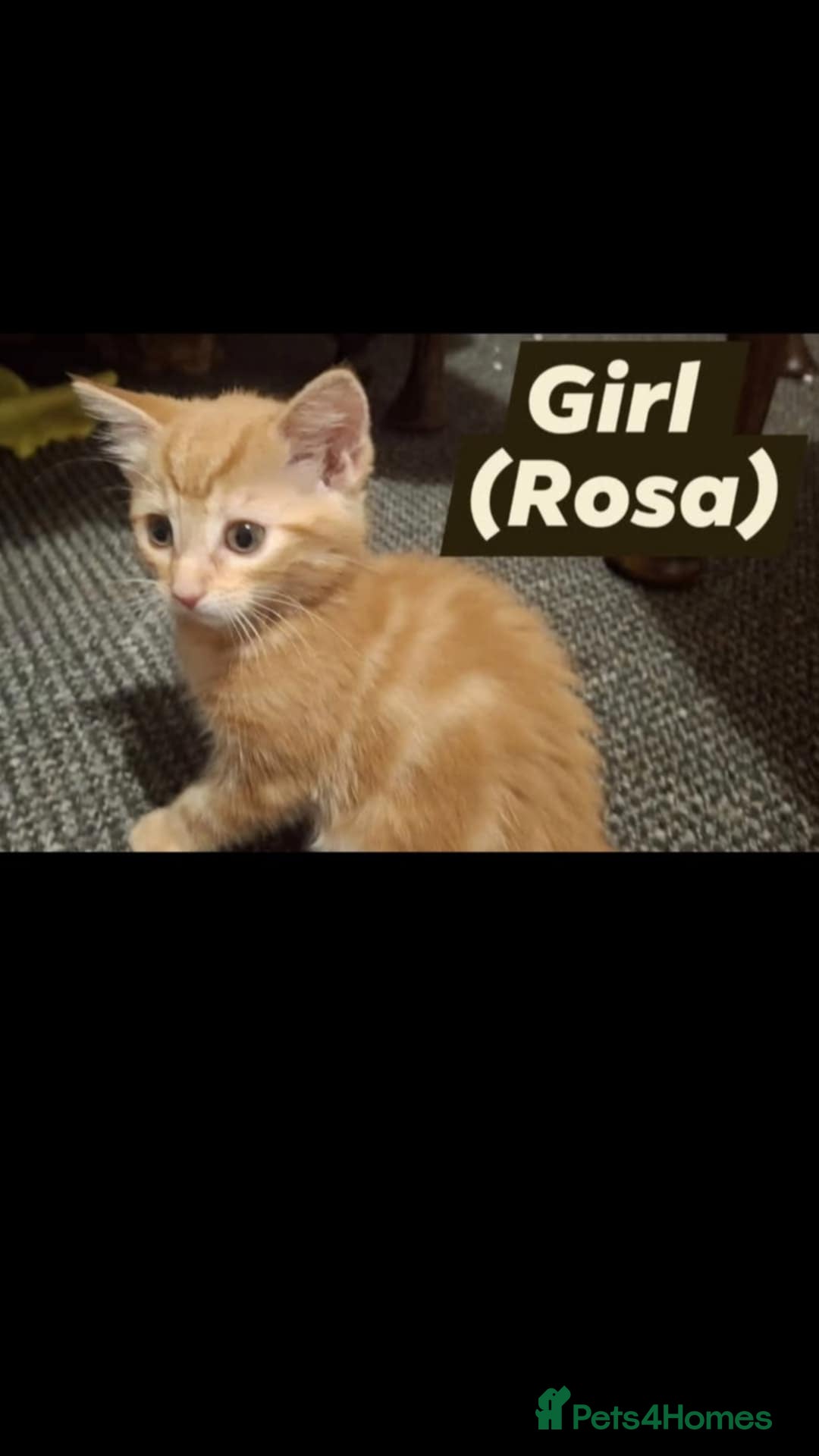 American Shorthair cats for sale: Rare Ginger Female Kittens for sale - Image 4